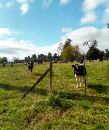 Thumbnail JEAI STOPAMR:  Stratégies One Health pour la prévention de l’antibiorésistance en milieu rural