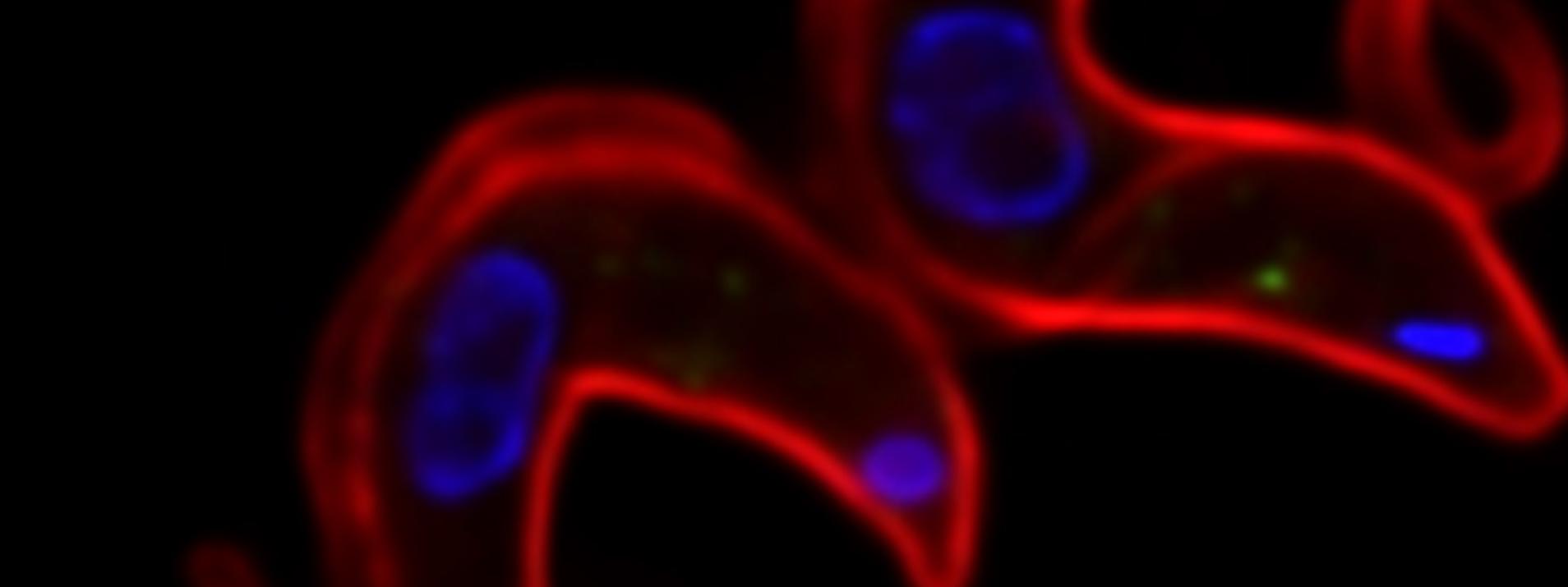 Miniature Trypanosomose-onchocercose : le microbiome pour une lutte antivectorielle