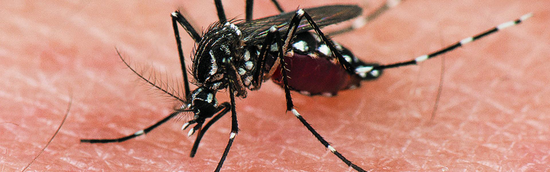En Asie, les moustiques vecteurs de la dengue résistent désormais aux  insecticides - Ça m'intéresse